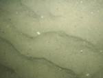 Thumbnail image of figure 24 and link to larger figure. Photograph of the sea floor at station OP24 showing sand waves.