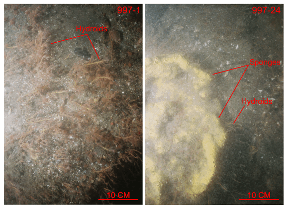 Figure 26. Photographs of hydroids and sponges in the study area.
