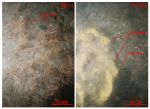 Thumbnail image of figure 26 and link to larger figure. Photographs of hydroids in the study area.