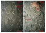 Thumbnail image of figure 27 and link to larger figure. Photographs of gravel in the study area.
