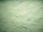 Thumbnail of a photograph of the sea floor, click to view full scale photograh.