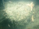 Thumbnail of a photograph of the sea floor, click to view full scale photograh.