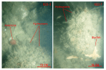 Thumbnail image of figure 30 and link to larger figure. Two photographs of the sea floor from stations 922-3 and 922-7 showing boulders in the study area.