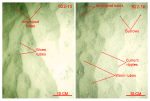 Thumbnail image of figure 32 and link to larger figure. Two photographs of the rippled sea floor at stations 922-10 and 922-16.