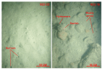 Thumbnail image of figure 34 and link to larger figure. Two photographs of the muddy sand and gravelly sea floor at stations 922-22 and 922-18 respectively.