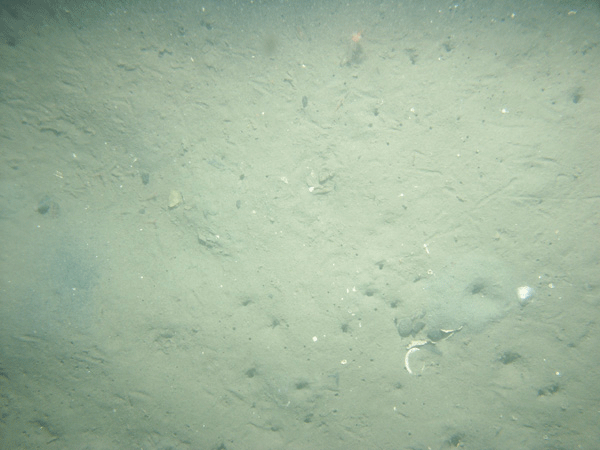 Figure 19. Photograph of a sandy sea floor.