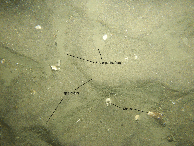 Figure 24. A photograph of rippled sand in the study area.