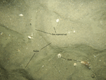Thumbnail image of figure 24 and link to larger figure. A photograph of rippled sand in the study area.