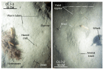 Thumbnail image of figure 40 and link to larger figure. Two photographs of the flat to faintly rippled sea floor in the study area.