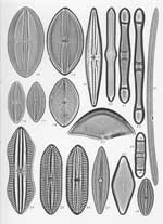 Plate 10. Marine Diatoms from Campeche Bay, Mexico