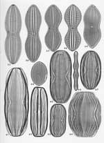 Plate 12. Marine Diatoms from Campeche