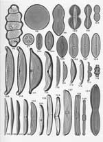 Plate 17. Marine Diatoms from Cape Verde