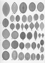 Plate 1. Marine Diatoms from the Azores