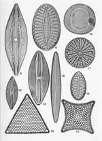Plate 31. Marine Diatoms from Samarang, Java
