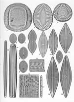 Plate 32. Marine Diatoms from Samarang, Java
