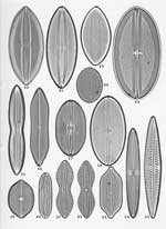 Plate 33. Marine Diatoms from Indonesia