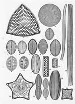 Plate 34. Marine Diatoms from Indonesia