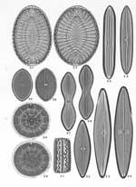 Plate 35. Marine Diatoms from Albany, King George Sound, Australia