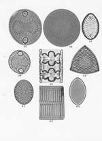 Plate 36. Marine Diatoms from Albany, King George Sound, Australia