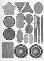 Plate 37. Marine Diatoms from the New Hebrides
