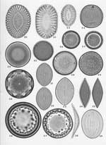 Plate 38. Marine Diatoms from the New Hebrides