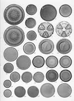 Plate 39. Marine Diatoms from the Philippine Islands