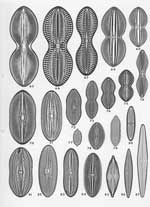Plate 3. Marine Diatoms from the Azores