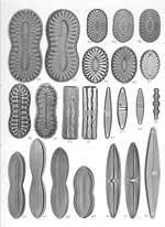 Plate 40. Marine Diatoms the Philippine Islands