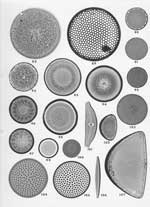 Plate 4. Marine Diatoms from the Azores