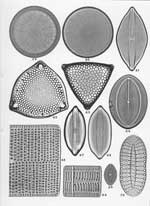 Plate 51. Marine Diatoms from Samoa