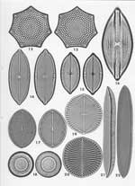 Plate 53. Marine Diatoms from Various and Unknown Localities