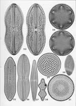 Plate 54. Marine Diatoms from Various and Unknown Localities