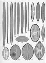 Plate 8. Marine Diatoms from the Azores