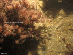 Thumbnail image of figure 22 and link to larger figure. Photograph of the sea floor in the study area.