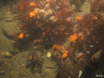Thumbnail image of figure 23 and link to larger figure. Photograph of the sea floor in the study area.
