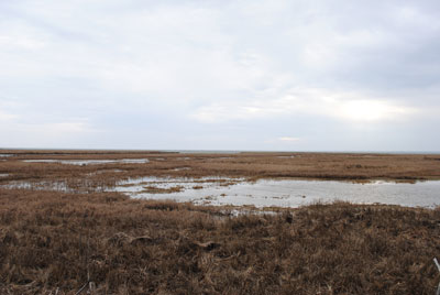 Assateague Island back-barrier marsh