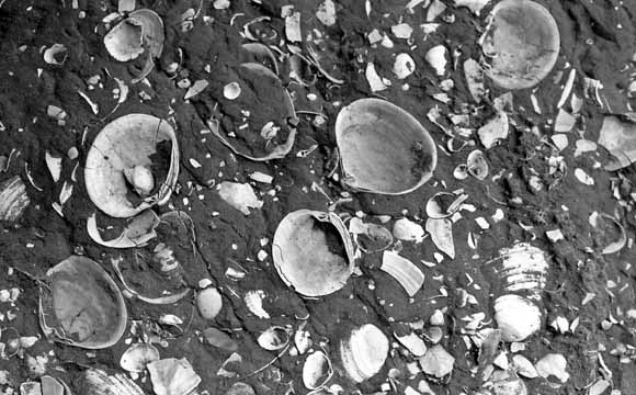 close-up photograph of bivalve shell fossils in sedimentary rock matrix