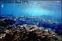 Carysfort Reef 1975