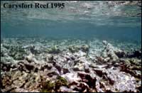 Carysfort Reef 1995