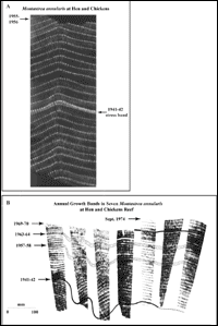 X-radiographs of coral core slabs show annual growth bands
