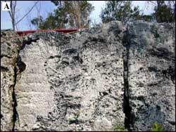 Photo of coral skeletons in wall of Windley Key Quarry.