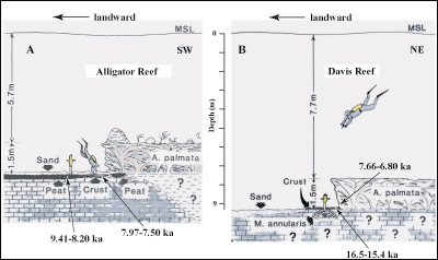 Sketches show locations of soilstone crust relative to present sea level and proximity to coral reefs at (A) Alligator and (B) Davis Reefs.