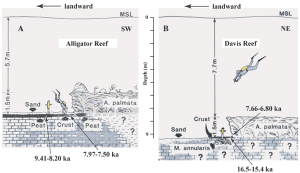 Sketches show locations of soilstone crust relative to present sea level and proximity to coral reefs at (A) Alligator and (B) Davis Reefs in the upper Keys.