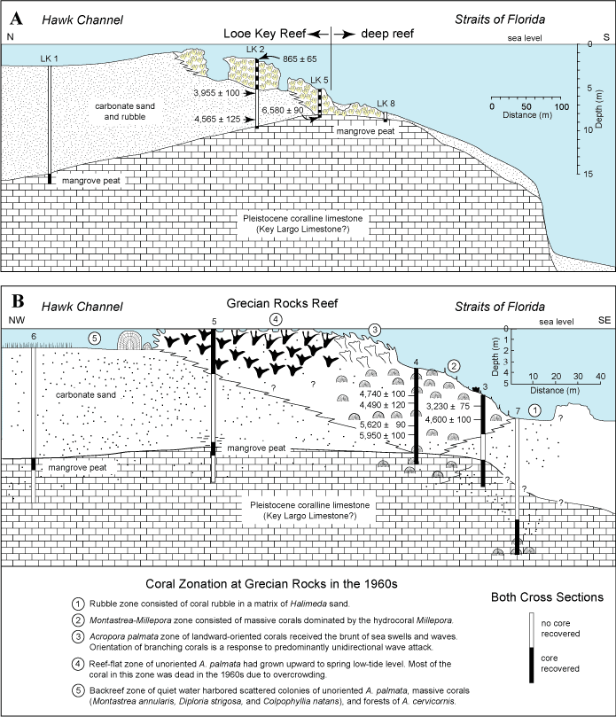 Cross sections of Looe Key Reef (lower Keys) and Grecian Rocks (upper Keys) show reef components and uncorrected radiocarbon ages of corals recovered in cores at those sites.