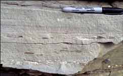 Shallow-marine sandstone in upper part of Schrader Bluff Formation at Shivugak Bluff showing lag of marine shells in a hummocky cross-stratified facies