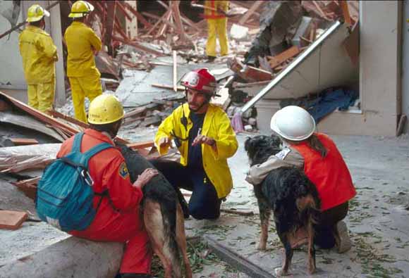 Using dogs to search for victims at collapsed department store, Pacific Garden Mall.  [C.E. Meyer, USGS photo]