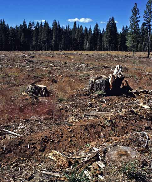 photo of clearcut area with stump in the foreground and mature forest in the background