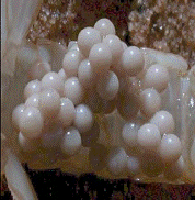 cave crayfish eggs