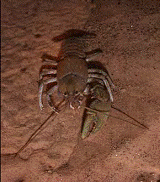 robust surface (troglophilic) crayfish
