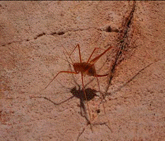 cave cricket